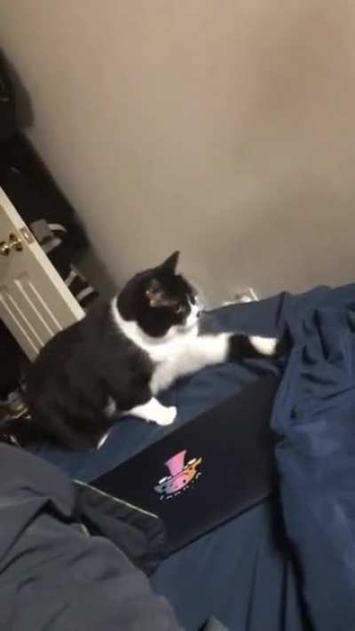 oreo vs bedsheet