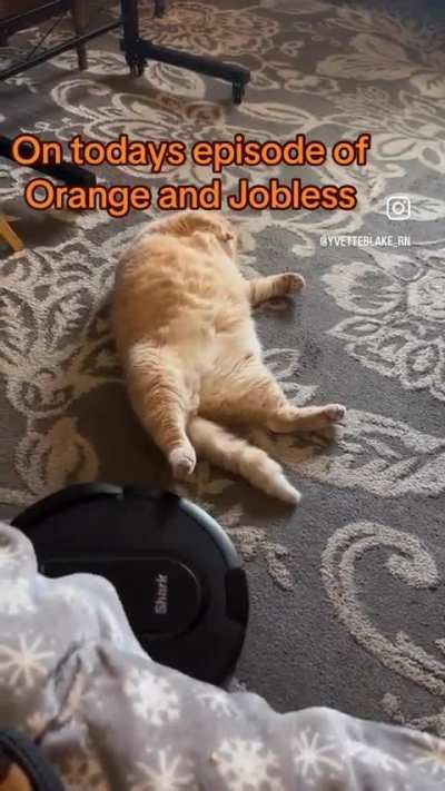 orange.exe stopped working