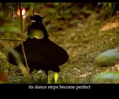 Aaj Maine Jana &ldquo;Bird of Paradaise&rdquo; ke baare mein. A neat freak and one of the best dancers. Watch till the end!