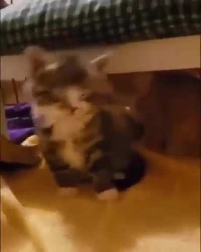 MEOWOW