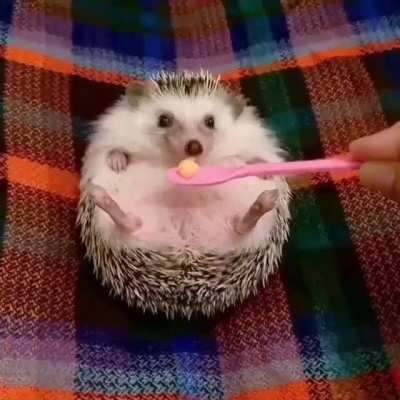Nom nom