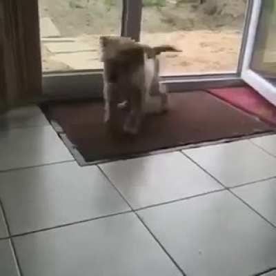 Good boy