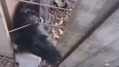 I literally can&rsquo;t get over how much this dog sounds like Jerma.