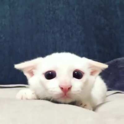 WiLdlife cAmERA MAn is aTTAckED bY a RaRe WhiTE LiON