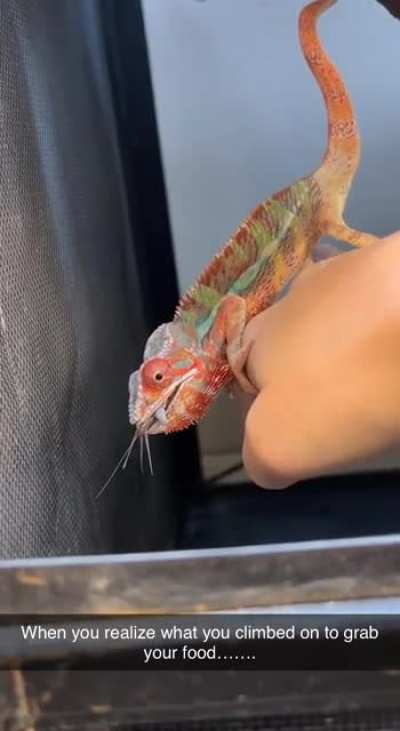 Chameleon accidentally made a fatal choice when chasing his food&hellip;