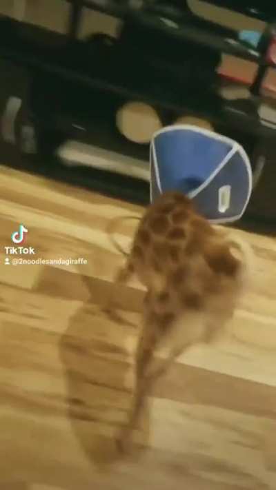 David Attenborough narrates my dog