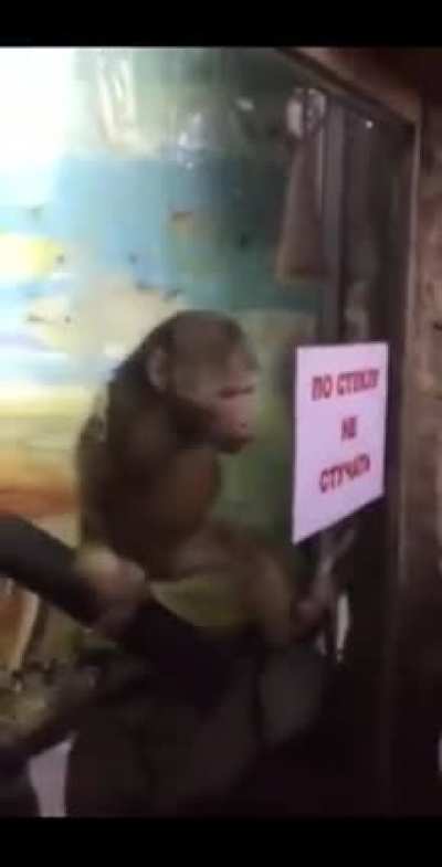 Excited monke