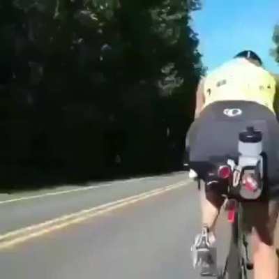 Stupid deer