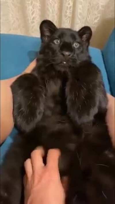 This kitty seems to be worth the effort of booping and cuddling.