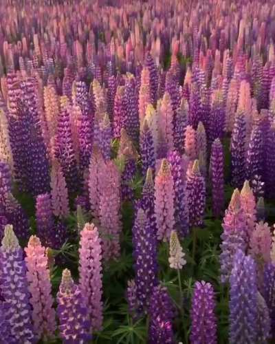 🔥 This field of lupine