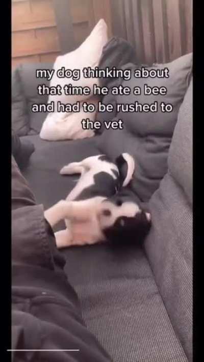 Bee lined to the vet