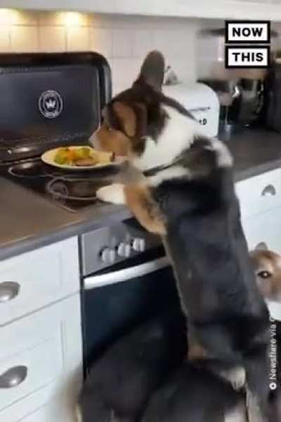 Now THIS is what we call teamwork &mdash; this pet owner came home to find all of his dogs forming a stepping stool to steal