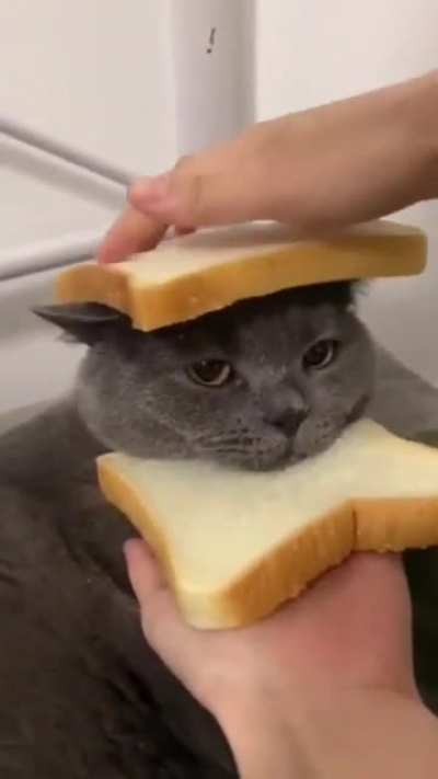 That &ldquo;I hate you hooman&rdquo; look