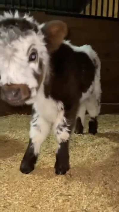 Fluffy cow 🐮