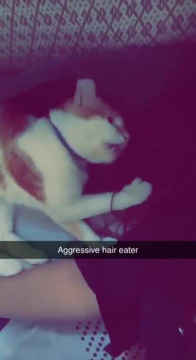 eats hair &amp;amp; bites human