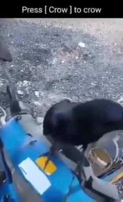 Press [crow] to crow