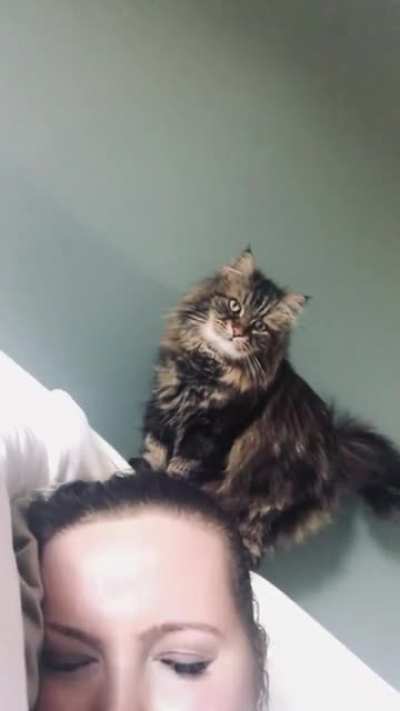 I was told you would appreciate this here&hellip; my cat yelling at me from the headboard in the morning, with a few convincing taps to the head.