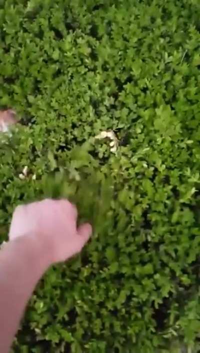 Adorable murder bush