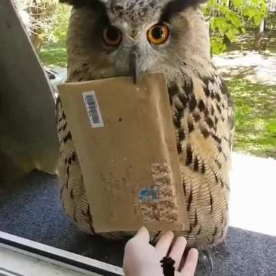 Hogwarts letter finally arrived