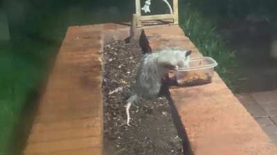 I just had a new visitor check out my outside cats&rsquo; food