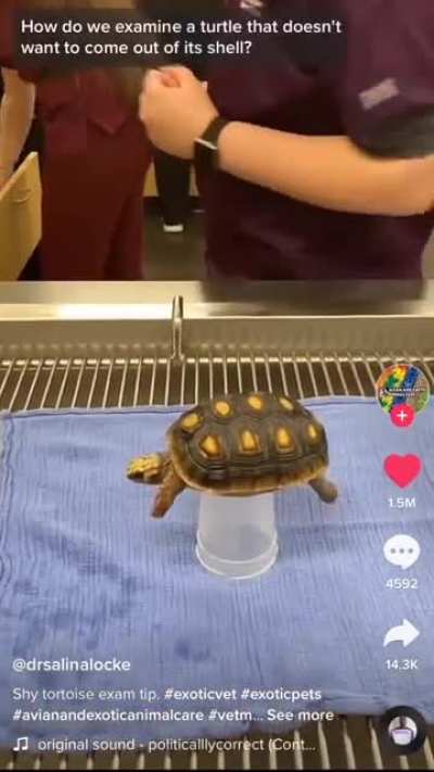 turtle