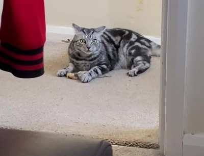You can pinpoint the exact moment Frankie&rsquo;s zoomies kick in!