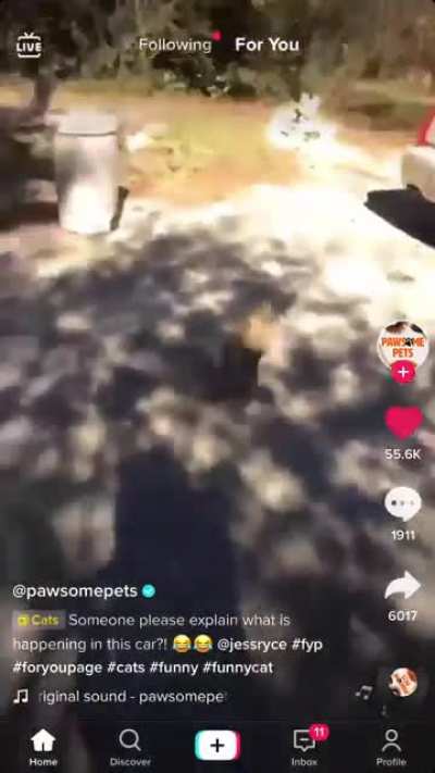 Catnado