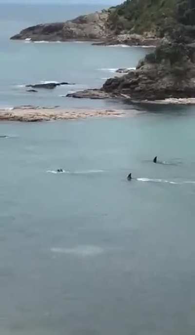 Two Orca whales swim around two kids