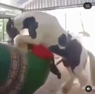Sai da&iacute; Pedro haha