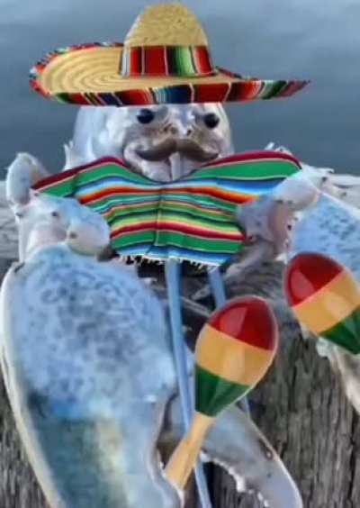 The lobster became Mexican!1! 1!?
