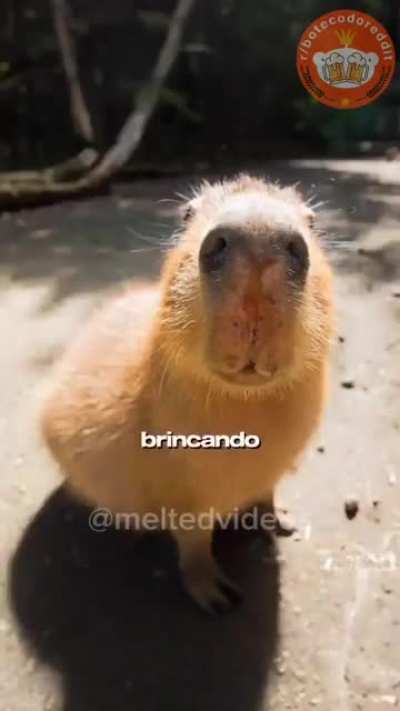 Feriadou