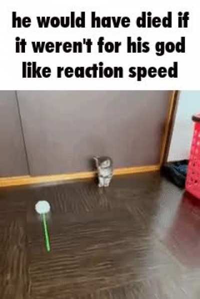 Moldy cat