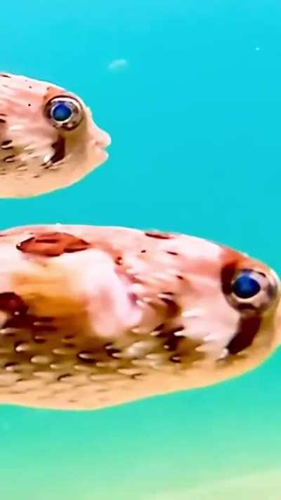 LongSpine Porcupinefish of Cabo San Lucas, GoPro 7 black