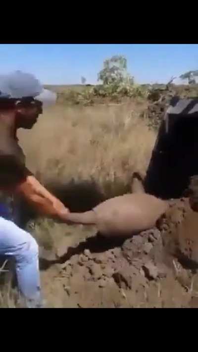 of an armadillo