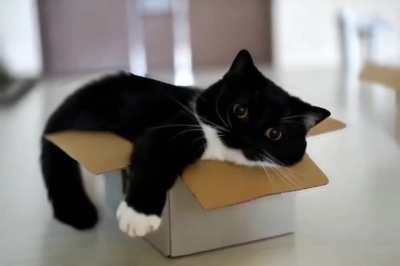 what a nice cat