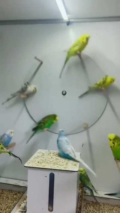 Birbs