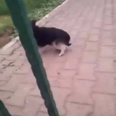 El perro gemidor