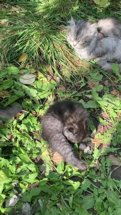 4 weeks old