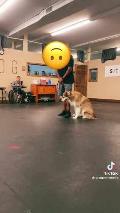 Doggo does not like to sit