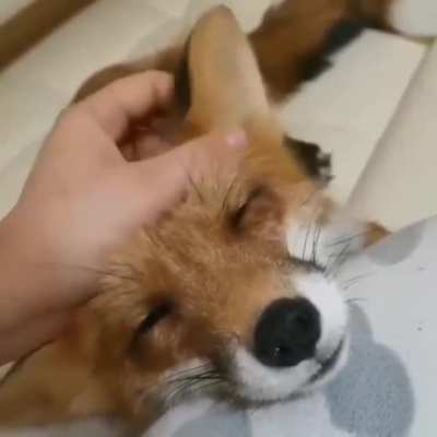 Petting