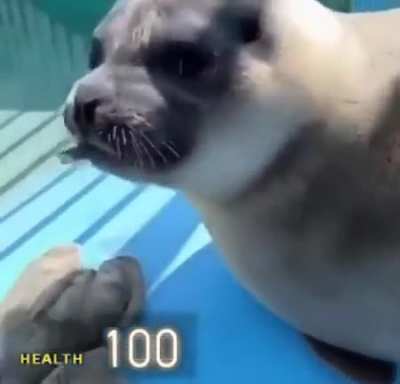 MAAU - Video #1261