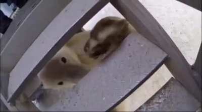 danger hampter