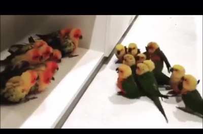 BirD oN biRd gAnG viOleNcE