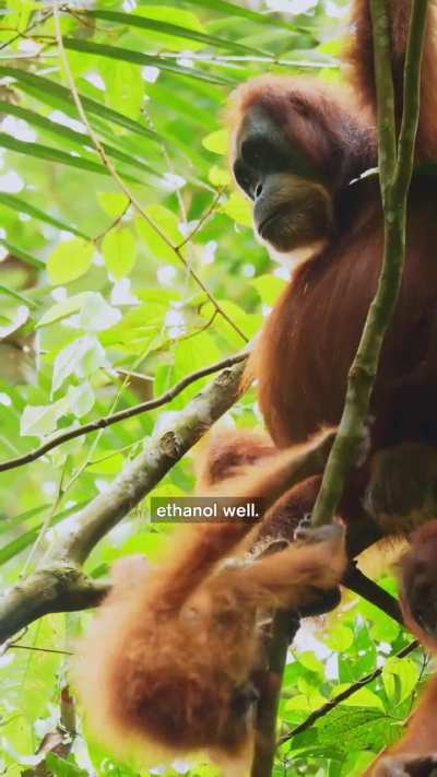 Did Drunk Apes Unlock Human Evolution?