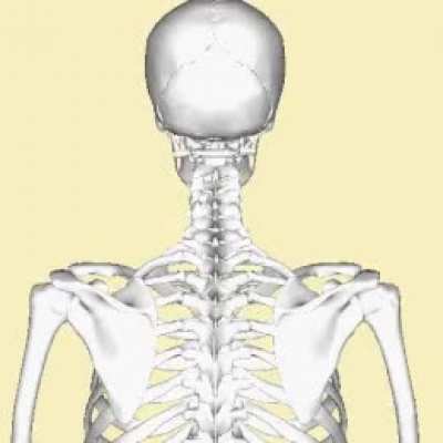 AJA:Voici le seul os reli&eacute; &agrave; aucun autre os: l&rsquo;os hyo&iuml;de