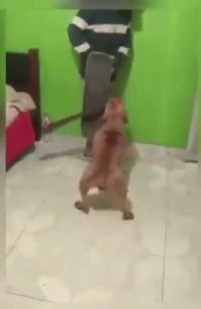 Doggo has real skills