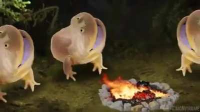 Funni frog day