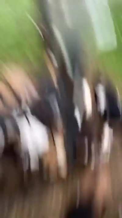 Stampede!