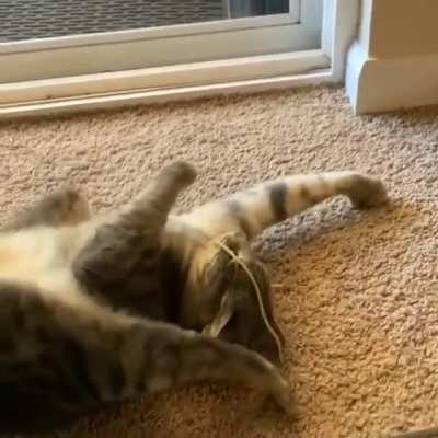 Cat Vs noodle