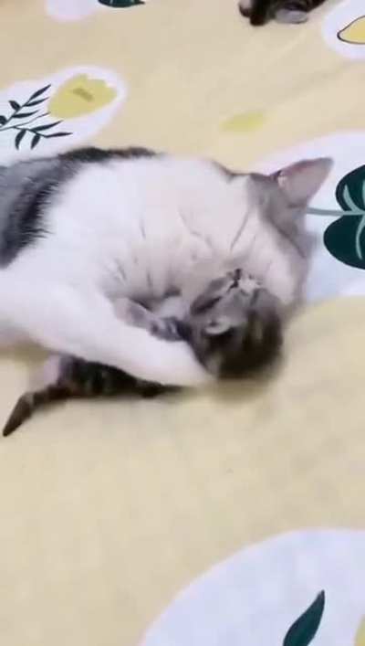 Mommy cat hugs baby kitten having a nightmare
